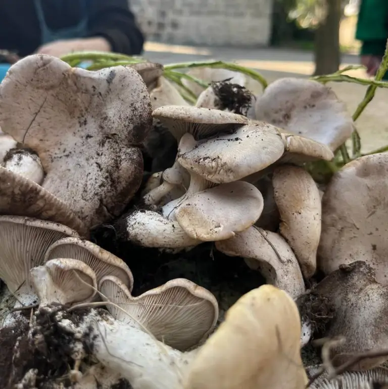 funghi
